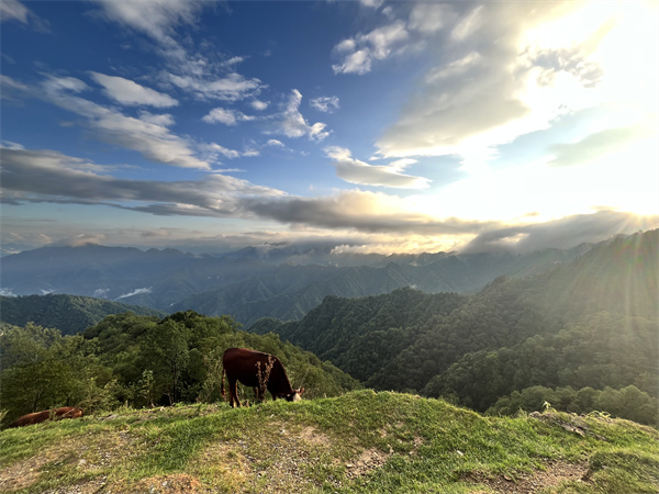 第四名 32邵砾群-秦岭望牧.jpg